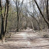 Moore Park Ravine