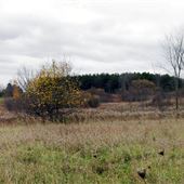 Whitevale Road