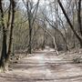Moore Park Ravine