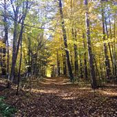 York Regional Forest