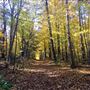 York Regional Forest
