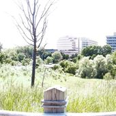 Duncan Mill Greenbelt