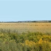 Holland Marsh
