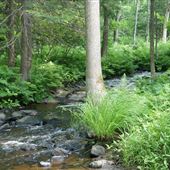 Wasi River
