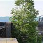 Ottawa Valley Railway