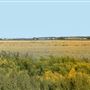 Holland Marsh