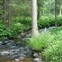 Wasi River