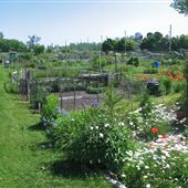 Leslie Street Allotment Gardens