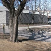 Moss Park Arena