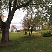 Memory Tree Park