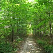 Glen Major Forest and Walker Woods TRCA