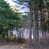 Black Forest Park
