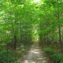 Glen Major Forest and Walker Woods TRCA