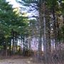 Black Forest Park