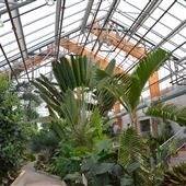 Gage Park Tropical Greenhouse