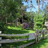 Brueckner Rhododendron Garden